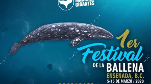 Festival de la Ballena en BC