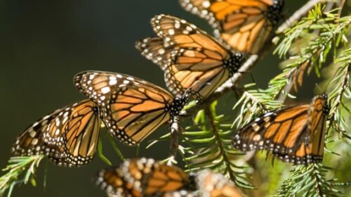 Mariposa Monarca en Michoacán con medidas sanitarias