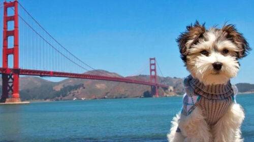 10 lugares Dog Friendly en San Francisco