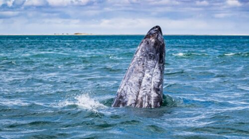 Avistamiento de ballenas grises; lo que debes saber