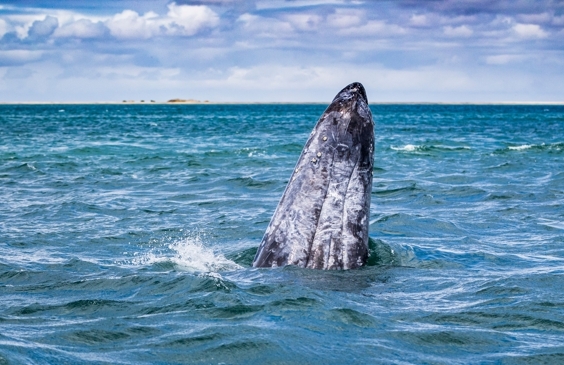 Avistamiento de ballenas grises; lo que debes saber - Viajes Info To Go