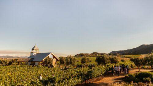 Qué hacer y cómo vivir la ruta del vino en Baja California