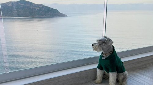 Ruta pet friendly en Mazatlán